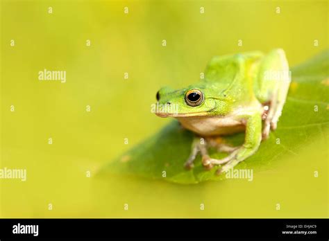 Tree Frogs Hi Res Stock Photography And Images Alamy