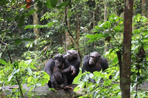wildlife conservation tracking chimpanzees   wild forests