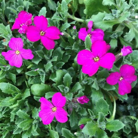 Aubrieta Red Cascade Rock Cress 4 Pot Little Prince To Go