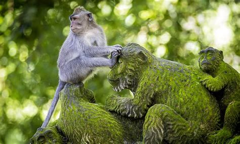Monkeys In Bali Frequently Use Stone Tools As SEX TOYS To Pleasure Themselves Study Reveals