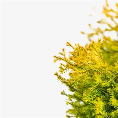 Buy Rheingold Arborvitae Online The Tree Center