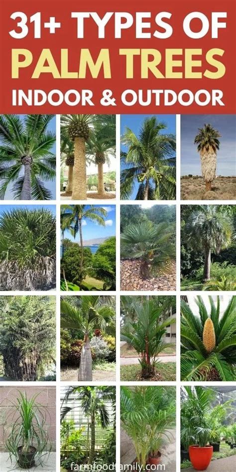 Palm Tree Identification Chart