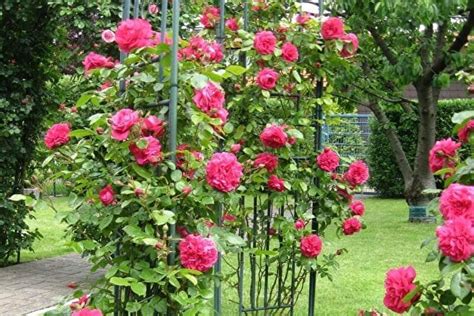 Лагуна Фото Описание – Telegraph