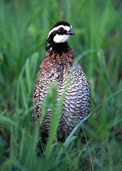 Managing for bobwhite quail | MU Extension