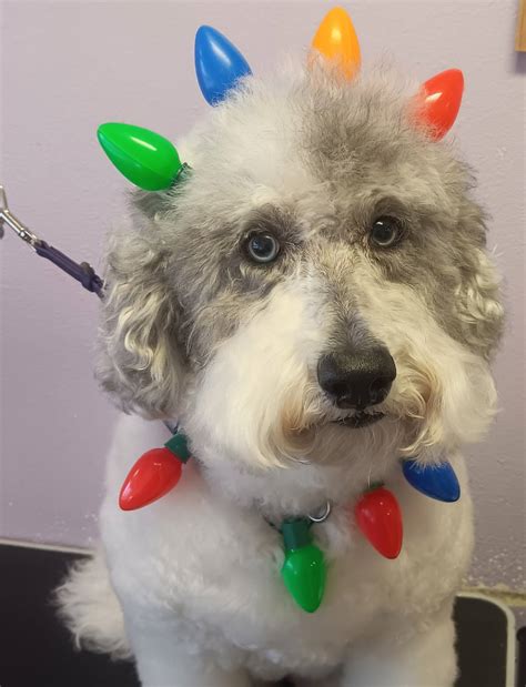 TLC Pets | Lakeland FL
