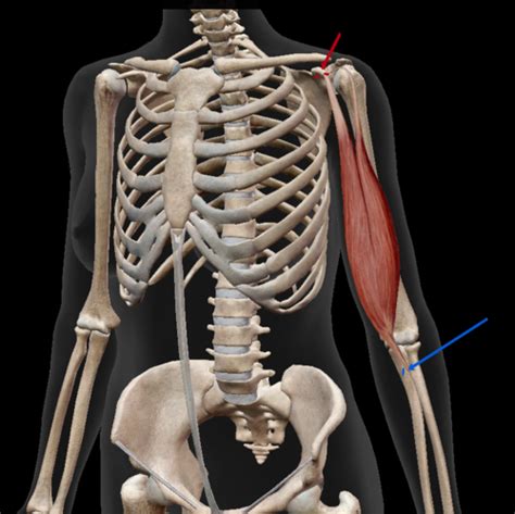 Kinesiology Elbow Radioulnar Flashcards Quizlet