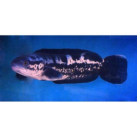 Jual Ikan Toman 50cm Shopee Indonesia