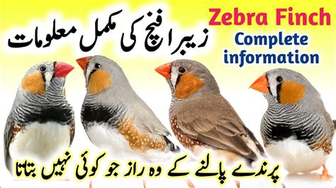 Zebra Finch Breeding Tips Zebra Finch Bird Food List And Nest Box