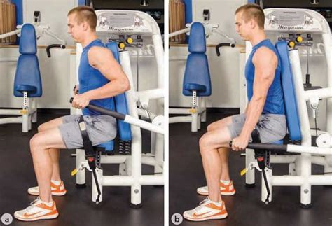 Seated Tricep Dip Machine Muscles Worked | Elcho Table