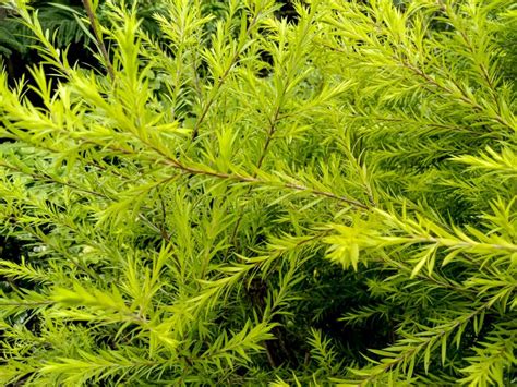 Toma De Conciencia De Una Planta De Enebro Verde En Crecimiento Foto De