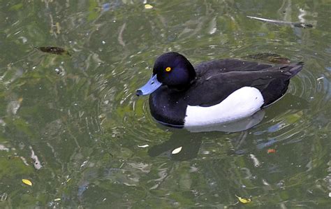 Черная Утка Фото – Telegraph