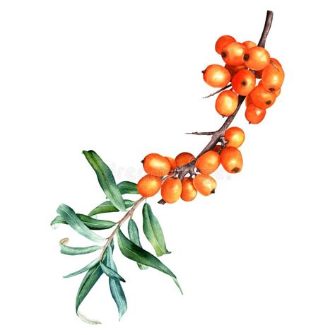 Sea Buckthorn Orange Berry Branch With Leaves Watercolor Illustration