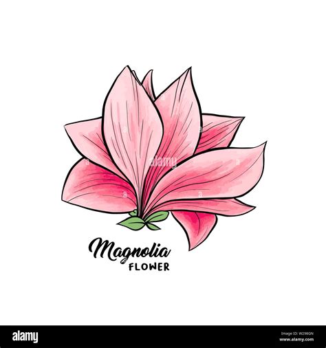 Pink Magnolia Blossom Drawing