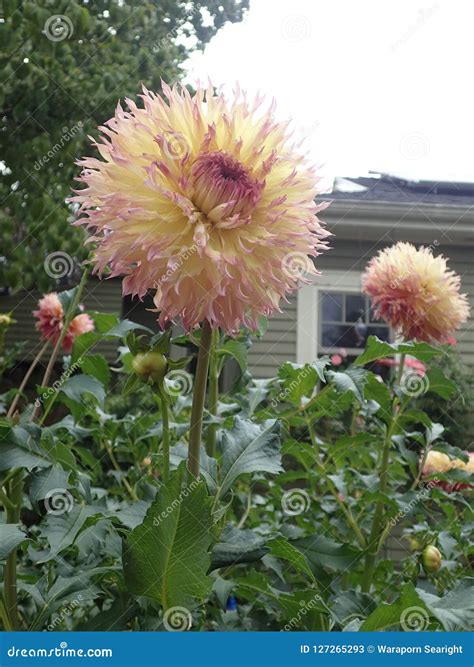 Beautiful Dalia Flowers Plant in the Garden Stock Image - Image of