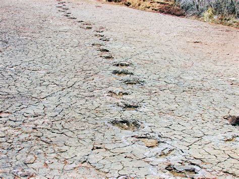 Study shows how dinosaurs migrated to every part of the world - Earth.com