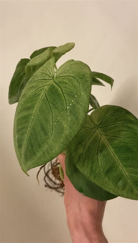 Syngonium Frosted Heart - Mazzo Pazzo