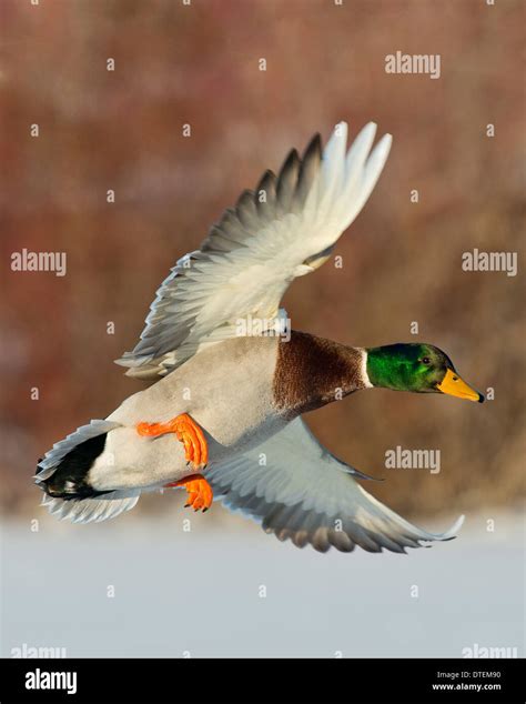 Mallard Duck in flight Stock Photo - Alamy