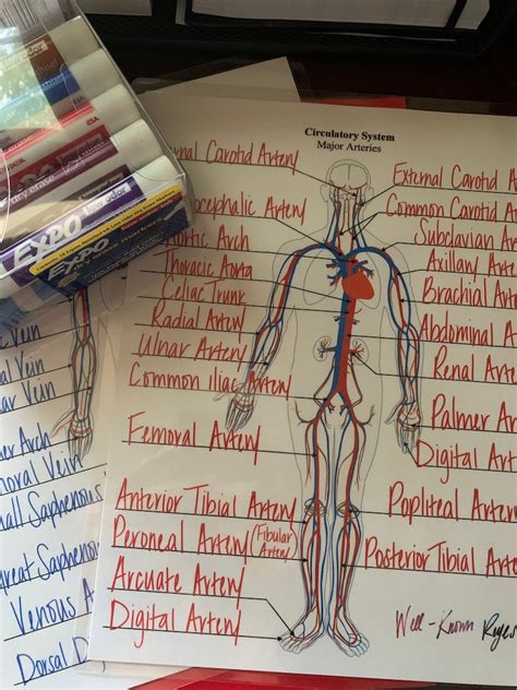 Circulatory System Major Arteries Major Veins Dry Eraser Worksheets