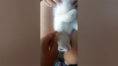 котик український🇺🇦 - YouTube