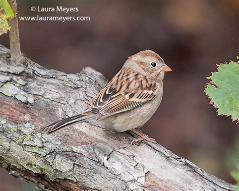 Field Sparrow - Laura Meyers Photograpy