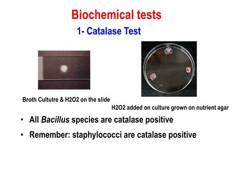 Ppt Practical Medical Microbiology Pht313 Powerpoint Presentation