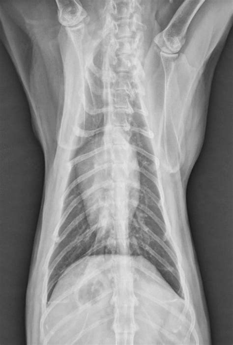 Pulmonary Neoplasia Digital Metastasis In Cats Clinician S Brief