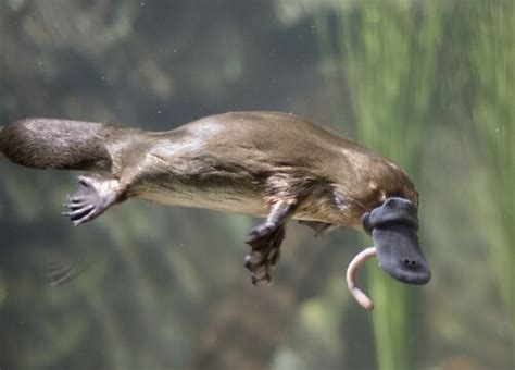 Mamifero Que Bota Ovo - Qual é o Único Mamífero que Bota Ovo? | Mundo Ecologia