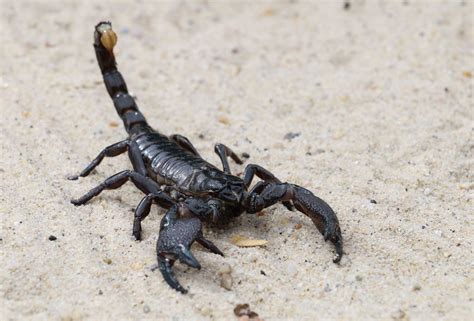 Striking Facts About Scorpions