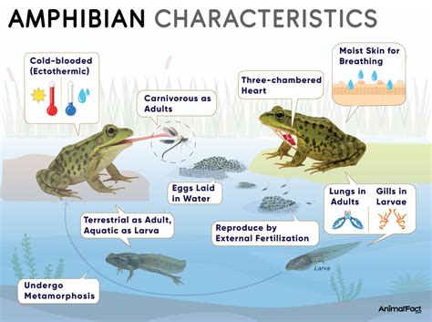 amphibians examples  names  pictures