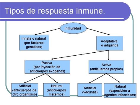 Inmunidad L Conjunto De Mecanismos Que Permiten La