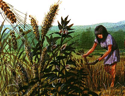 Первый колос | форум Babyblog