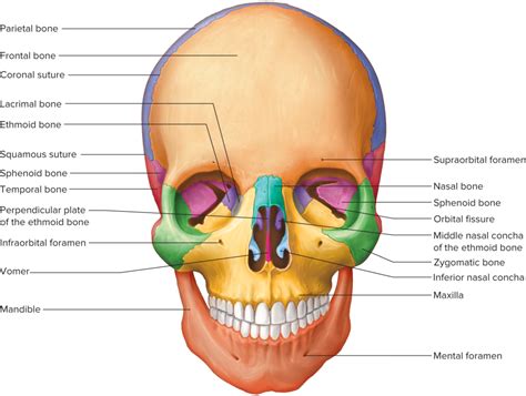 Skull Facial Bones Diagram Quizlet