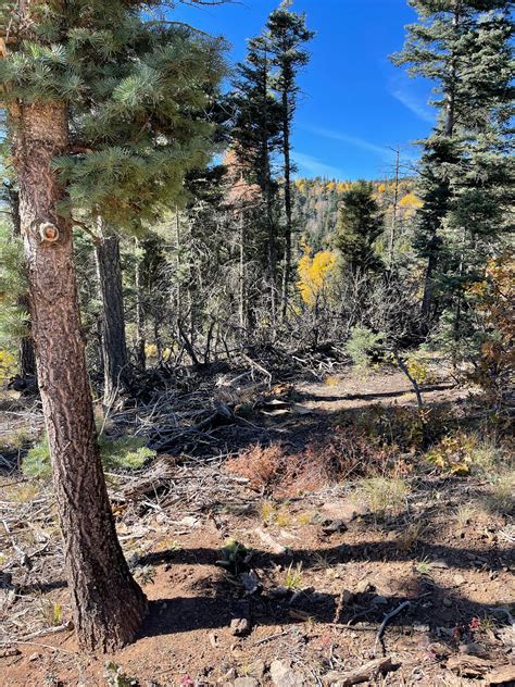 Taos Tree Services - Forest Thinning