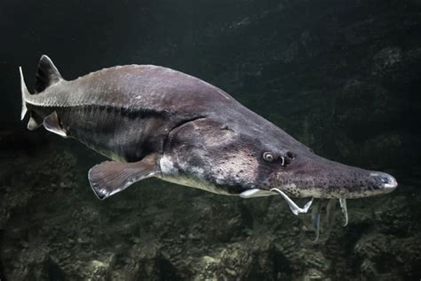 9 Kaluga Sturgeon Fish Facts - Fact Animal