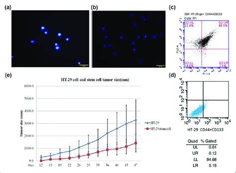 Comparison of characteristics of HT-29 cells and HT-29 stem cells ... 