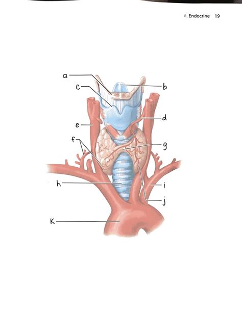 Thyroid Gland Diagram Quizlet