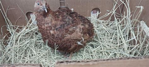 Undique Red Range Coturnix Quail Hatching Eggs Count 12 Grocery And Gourmet Food