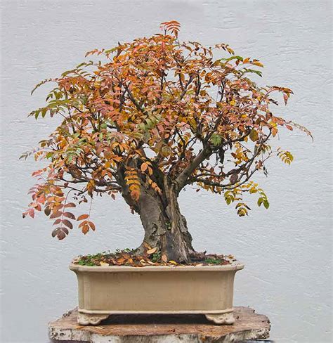 Walter Pall Bonsai Adventures Rowan