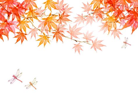 4,700点を超える赤とんぼのストックフォト、写真、そしてロイヤリティフリーの画像 - iStock