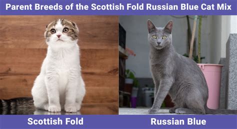 Scottish Fold Russian Blue Cat Mix Info Pictures Temperament And More