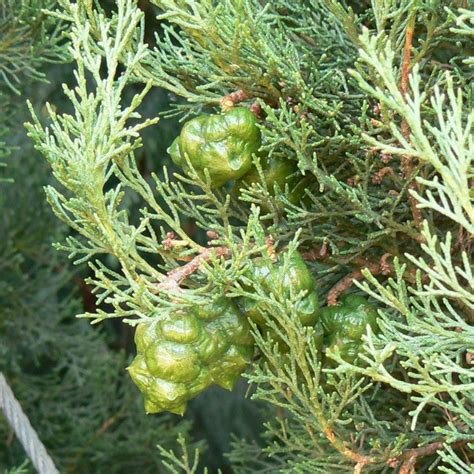 Cupressus sempervirens – Majestic Trees