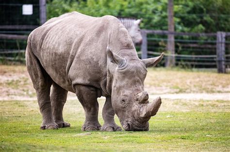 Rhinocéros Blanc Mammifères Et Mammifères Monde Terrestre Et Faune Photo Premium
