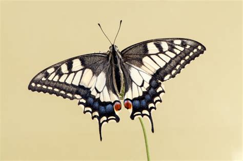 รูปภาพMachaon – เลือกดูภาพถ่ายสต็อก เวกเตอร์ และวิดีโอ9,719 | Adobe Stock
