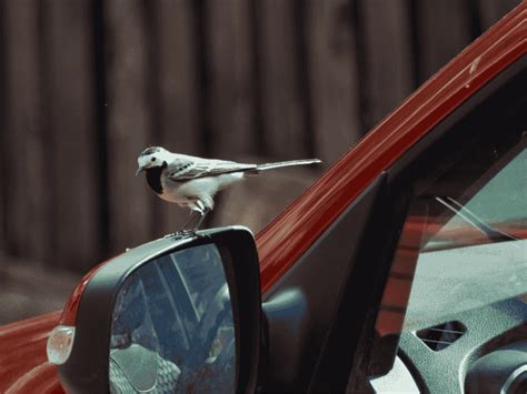 5 Shocking Ways To Protect Your Ride From Feathered Freeloaders