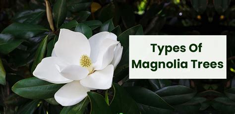 All About Different Types Of Magnolia Trees Embracegardening