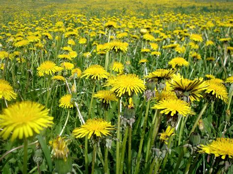 dandelions field  thousands yellow dandelions aivas flickr