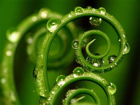 Nurtured At Home From Our Blog Mathematics In Nature