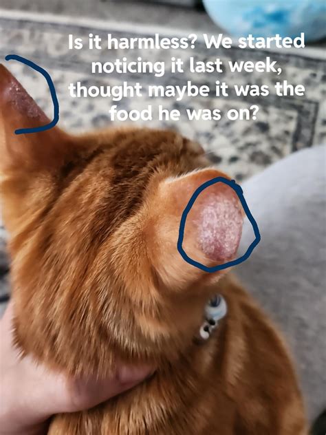 Weird Rash Chafing On Ears R Cats