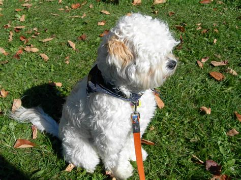 Lhasapoo, Lhasa Apso and Poodle Mix - SpockTheDog.com