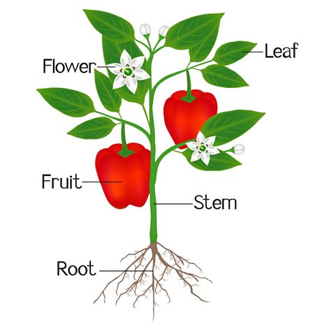 An Illustration Showing Parts Of A Plant Of Red Pepper Parts Of A